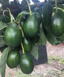 Aguacate Bacon -Por unidad