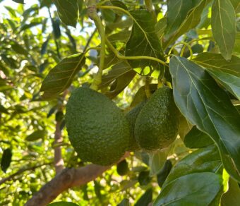 Paquete de Frutas Variadas 2: Naranjas, Limones y Aguacates
