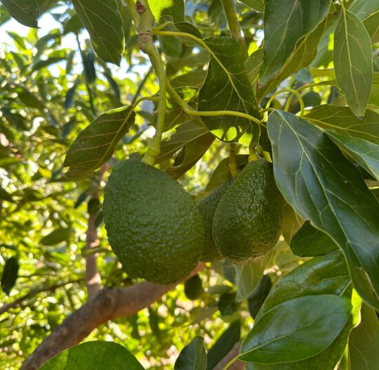 Paquete de Frutas Variadas 2: Naranjas, Limones y Aguacates