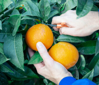 Naranja - Variedad Navelina - Por kg