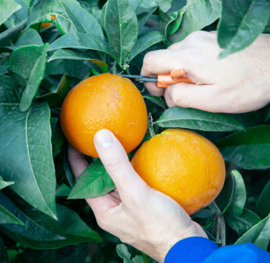 Naranja - Variedad Navelina - Por kg