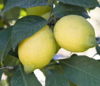 Paquete de Frutas Variadas 2: Naranjas, Limones y Aguacates