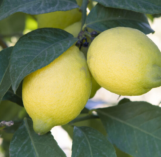 Paquete de Frutas Variadas 2: Naranjas, Limones y Aguacates