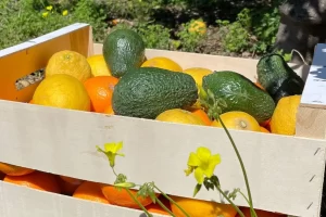 Fruit-box-05-1