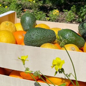 Paquete de Frutas Variadas 7: Naranjas, Mandarinas, Limones, Pomelo, Granada y Aguacates