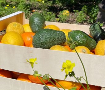 Paquete de Frutas Variadas 2: Naranjas, Limones y Aguacates