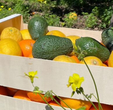 Paquete de Frutas Variadas 2: Naranjas, Limones y Aguacates