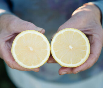 Paquete de Frutas Variadas 2: Naranjas, Limones y Aguacates