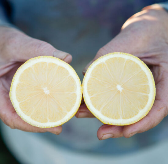 Paquete de Frutas Variadas 2: Naranjas, Limones y Aguacates