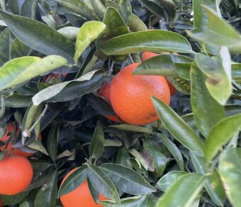 Paquete de fruta mixta 4: naranjas, mandarinas, limones y aguacates