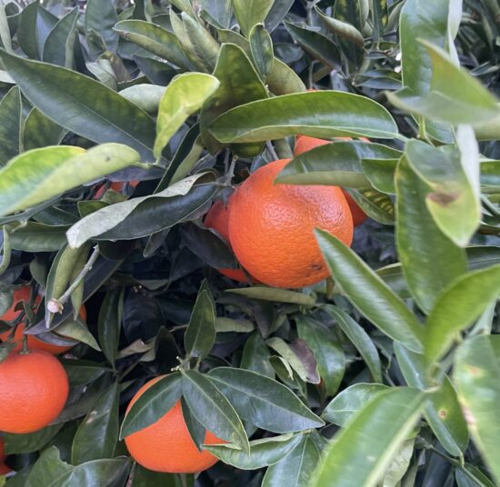 Paquete de fruta mixta 4: naranjas, mandarinas, limones y aguacates