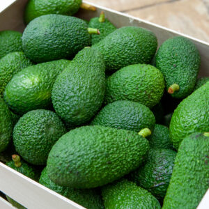 Paquete de aguacate Hass - 100 piezas