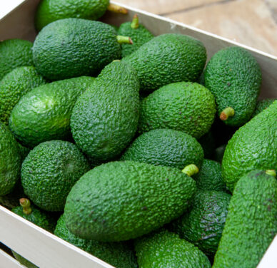 Paquete de aguacate Hass - 50 piezas