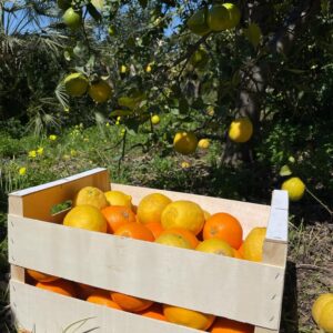 Paquete de Frutas Variadas 3: Naranjas y Limones