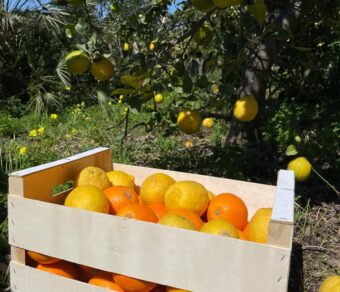 Paquete de Frutas Variadas 3: Naranjas y Limones