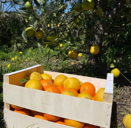 Paquete de Frutas Variadas 3: Naranjas y Limones