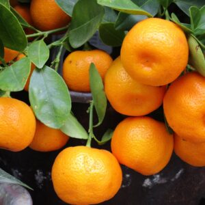 Mandarina - Variedad Clemenvilla - Por kg