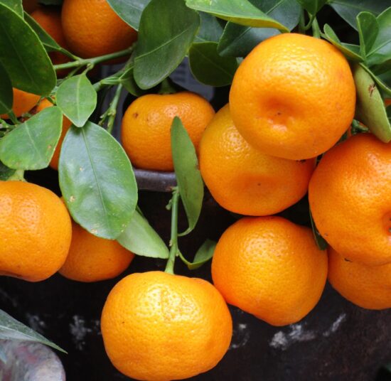 Mandarina - Variedad Clemenvilla - Por kg