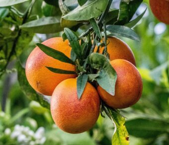 Naranja sanguina