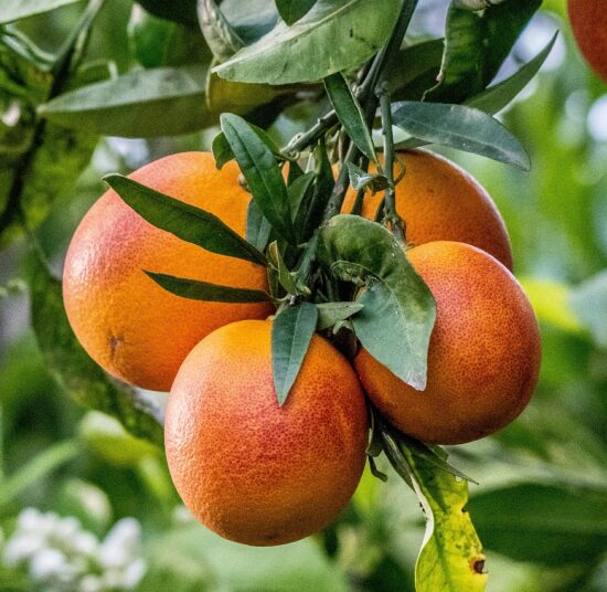 Naranja sanguina