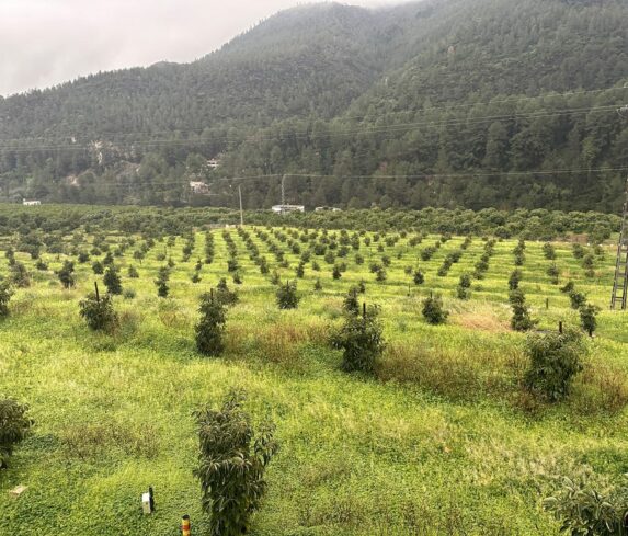 Rows of young avocado trees in green cover at Segon Pont
